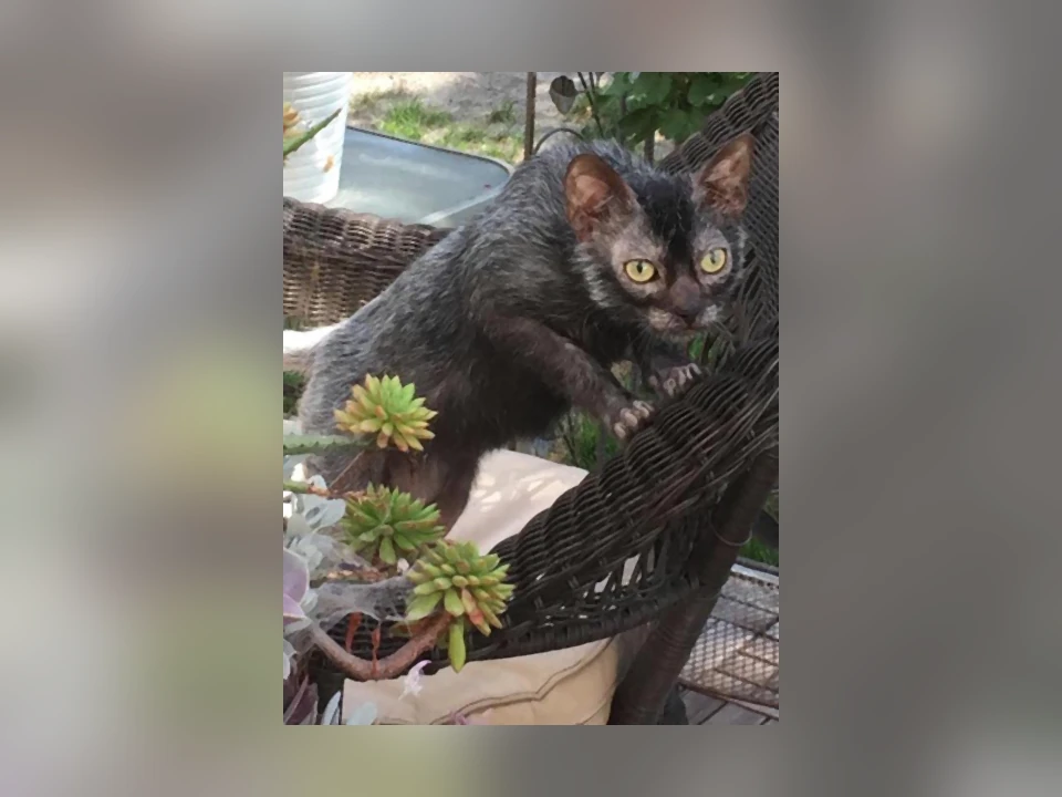 Lykoi cat in a natural setting