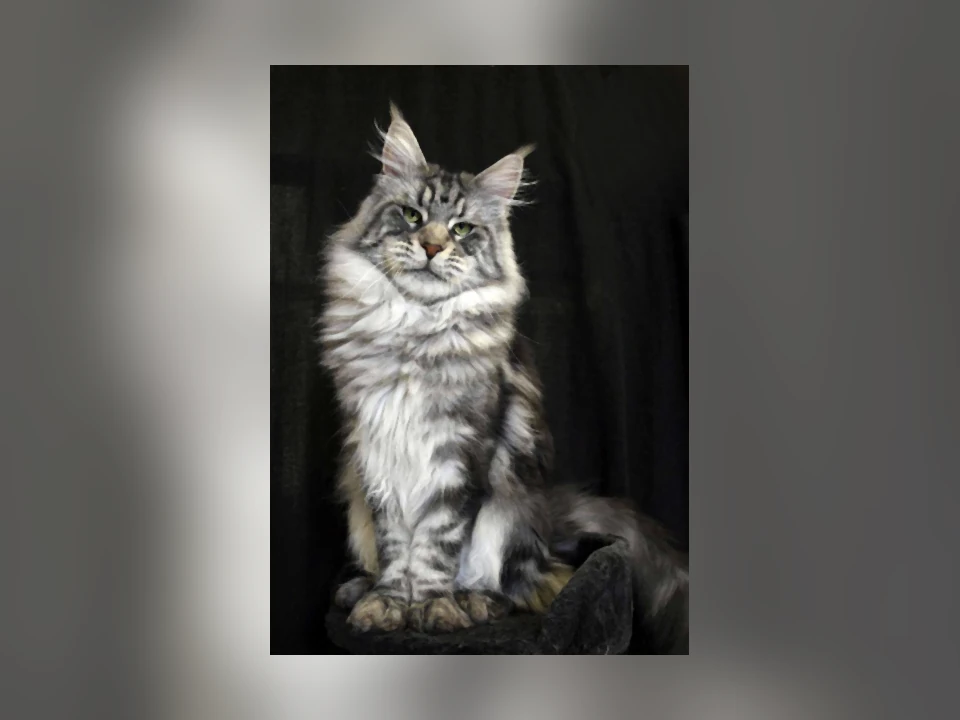 Maine Coon cat in a natural setting