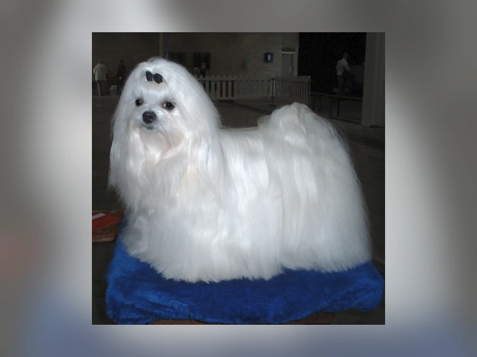 Maltese dog in a natural setting