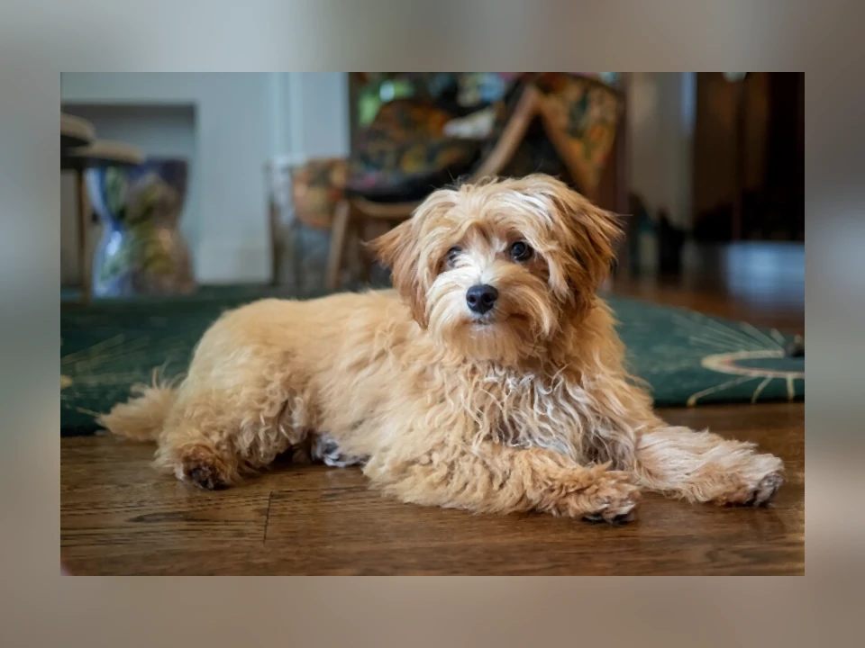 Maltipoo dog in a natural setting