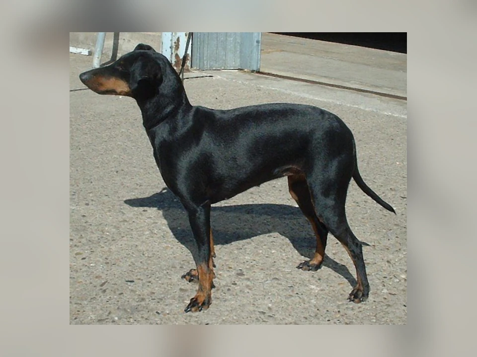Manchester Terrier dog in a natural setting