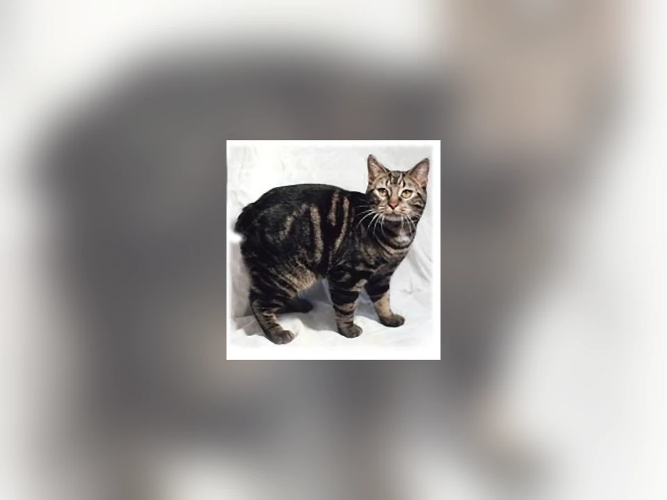 Manx cat in a natural setting