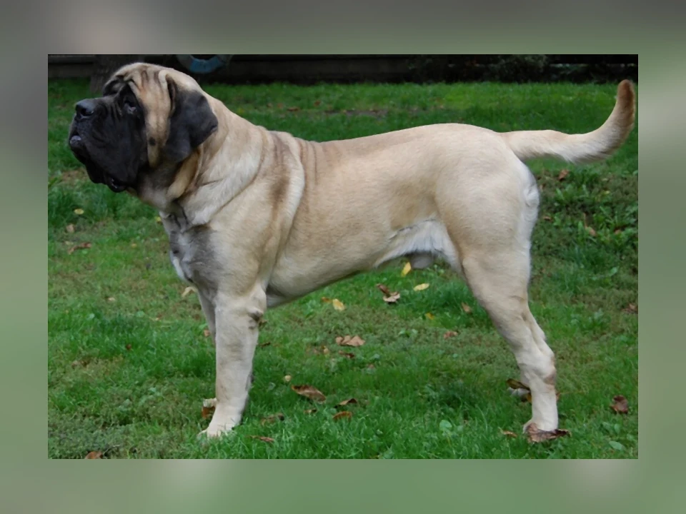 Mastiff dog in a natural setting