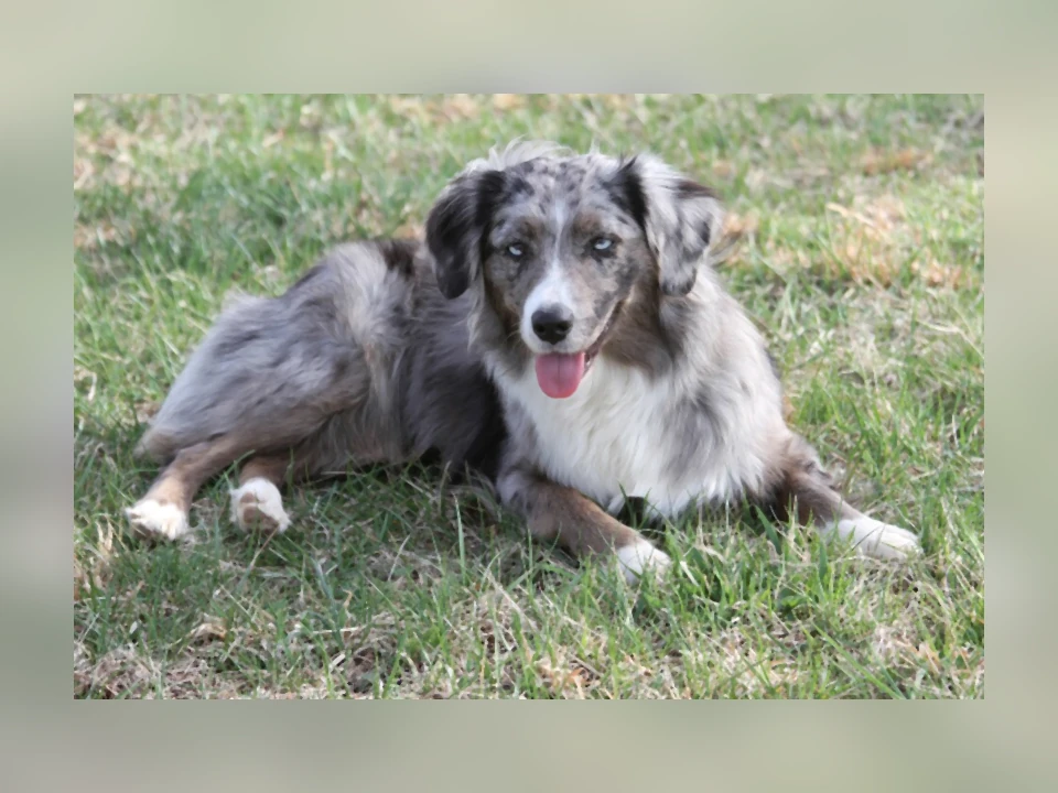 Miniature American Shepherd dog in a natural setting