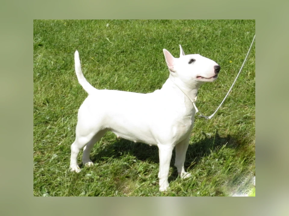 Miniature Bull Terrier dog in a natural setting