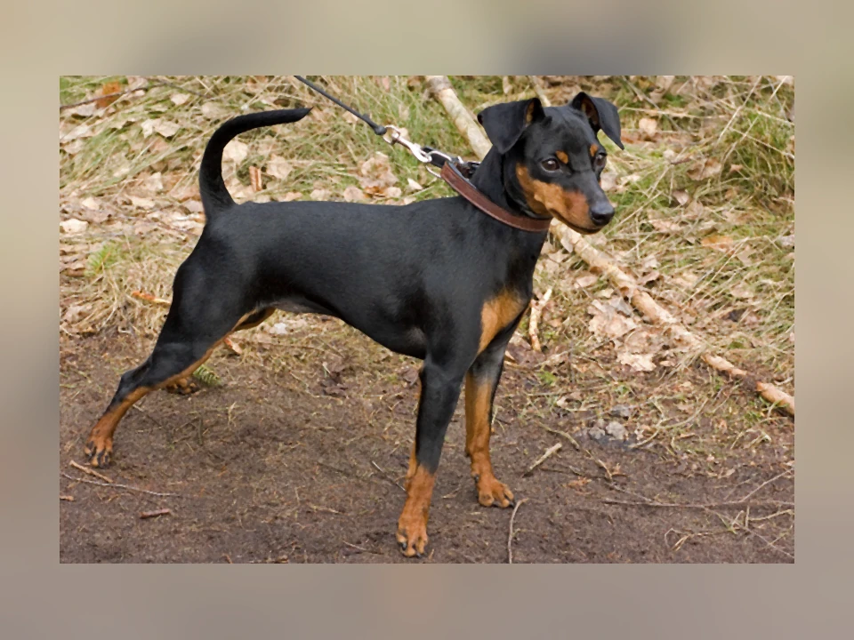 Miniature Pinscher dog in a natural setting