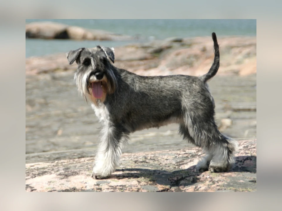 Miniature Schnauzer dog in a natural setting