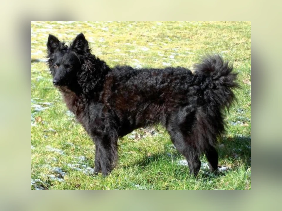 Mudi dog in a natural setting