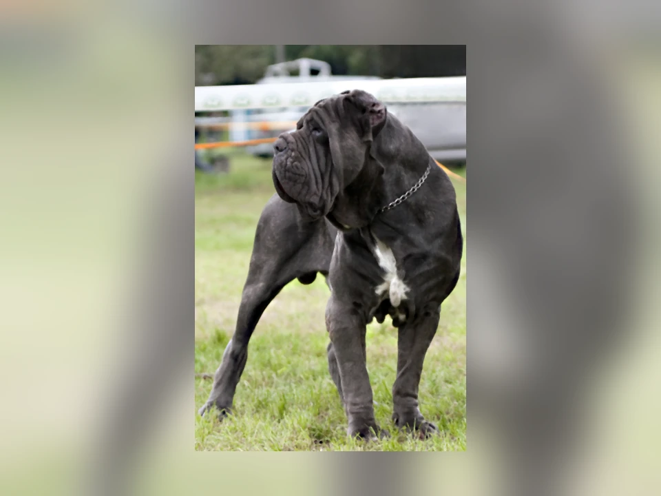 Neapolitan Mastiff dog in a natural setting
