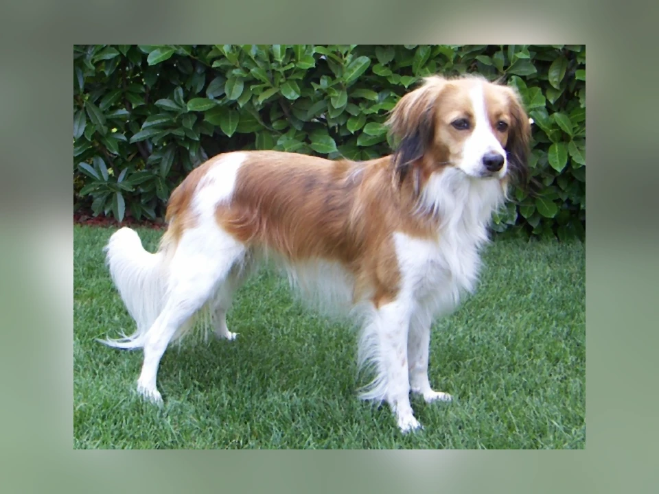 Nederlandse Kooikerhondje dog in a natural setting