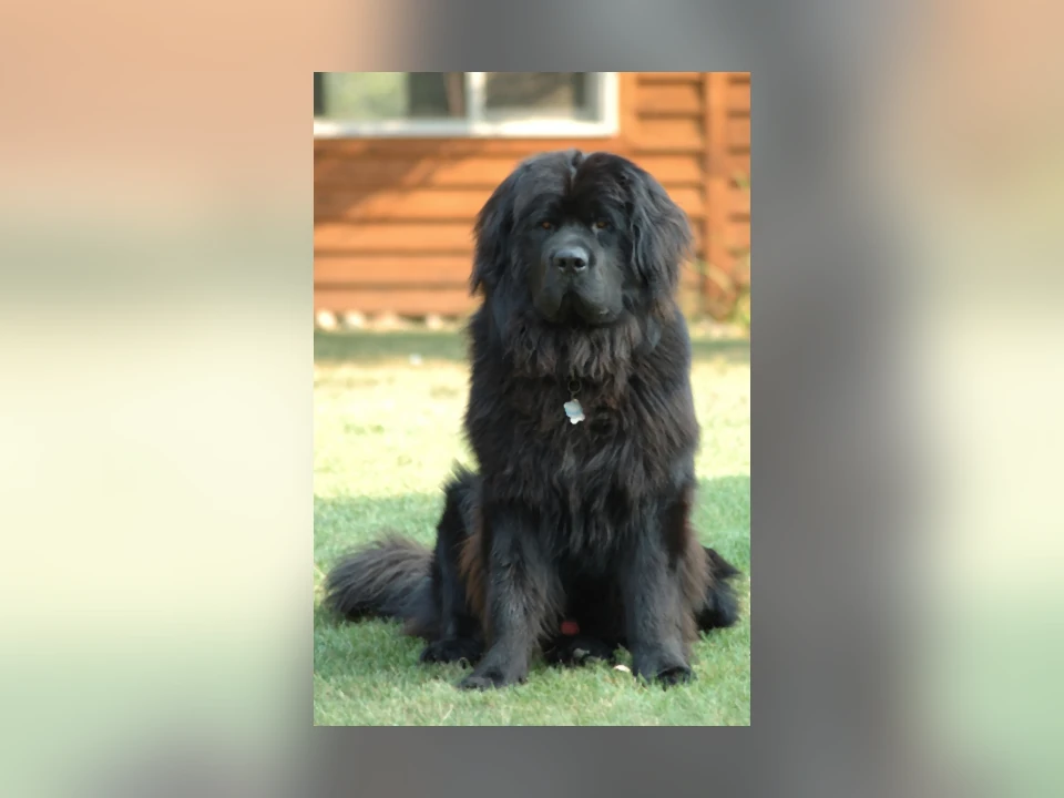 Newfoundland dog in a natural setting