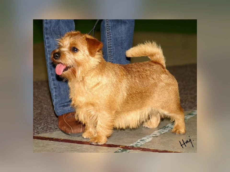 Norfolk Terrier dog in a natural setting
