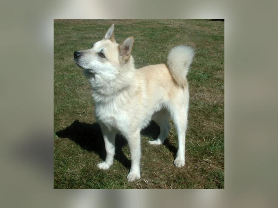 Norwegian Buhund dog in a natural setting