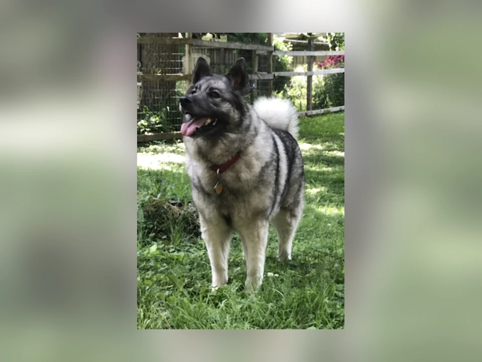 Norwegian Elkhound dog in a natural setting