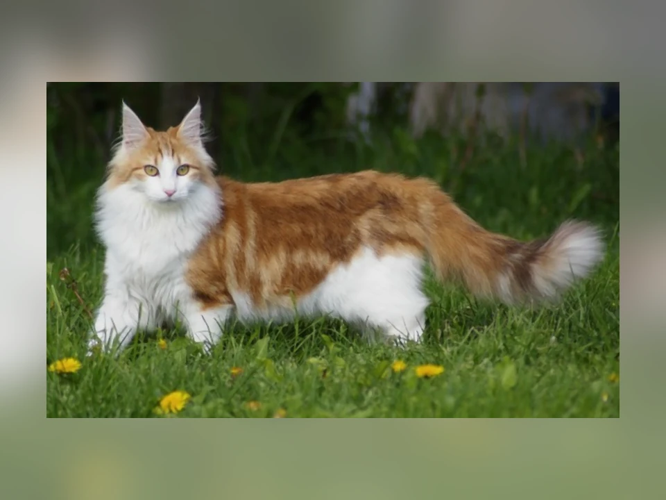 Norwegian Forest Cat in a natural setting