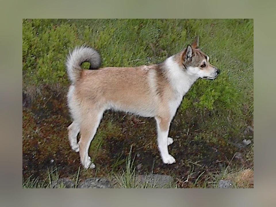 Norwegian Lundehund dog in a natural setting