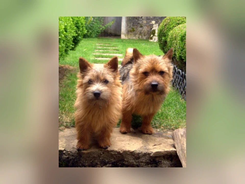 Norwich Terrier dog in a natural setting