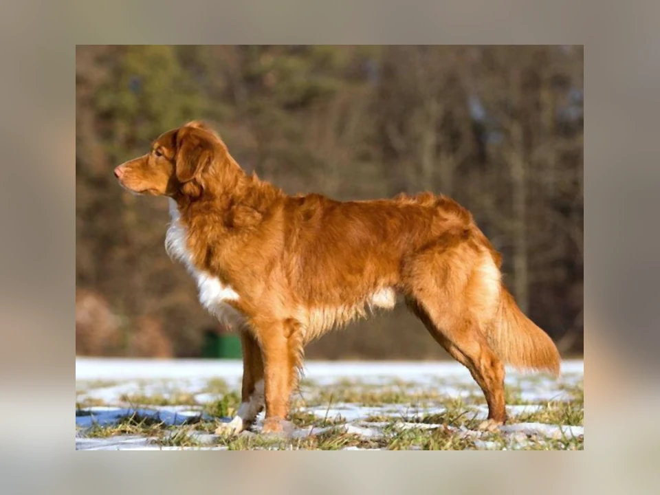 Nova Scotia Duck Tolling Retriever dog in a natural setting