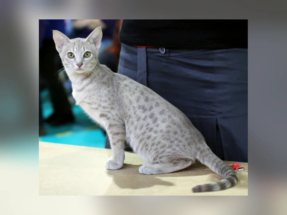 Ocicat cat in a natural setting