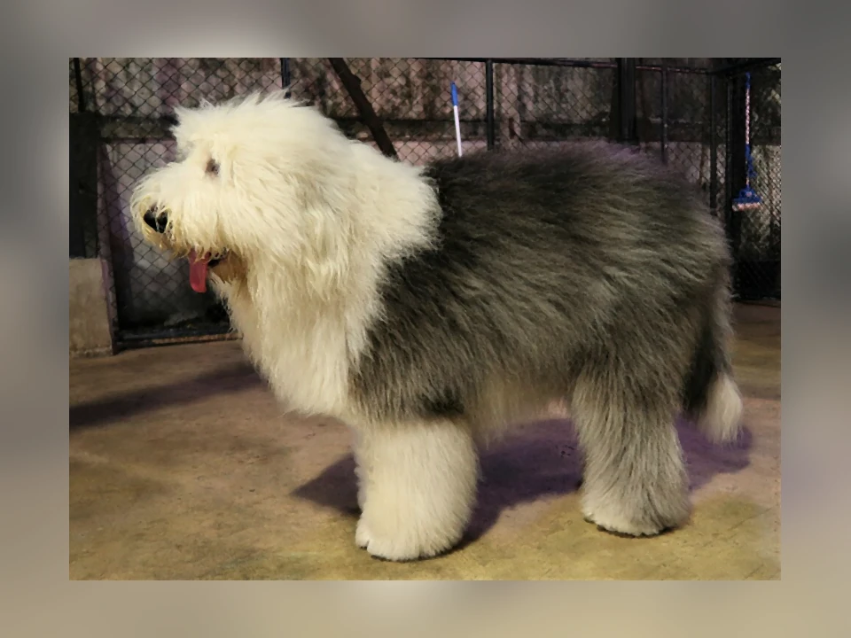 Old English Sheepdog dog in a natural setting