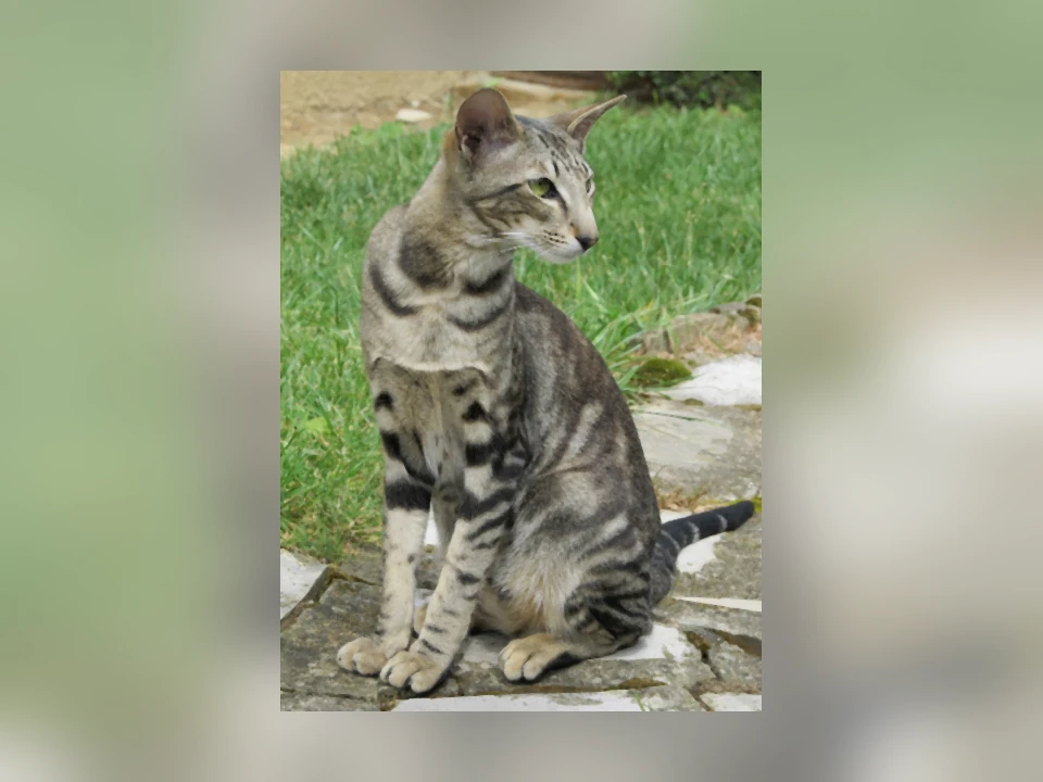 Oriental Shorthair cat in a natural setting