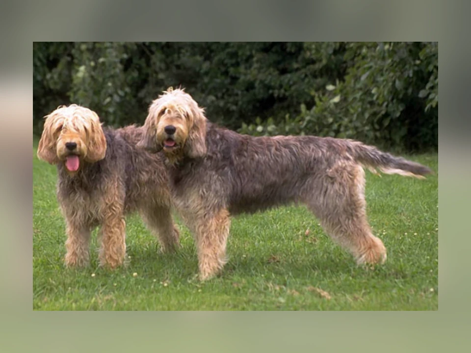 Otterhound dog in a natural setting