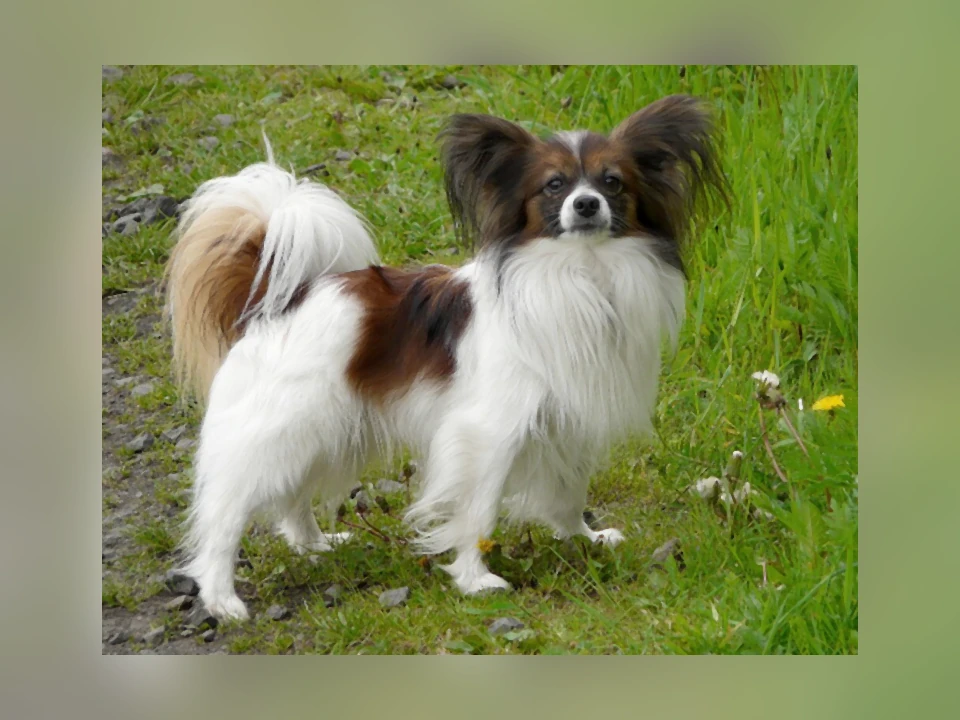 Papillon dog in a natural setting