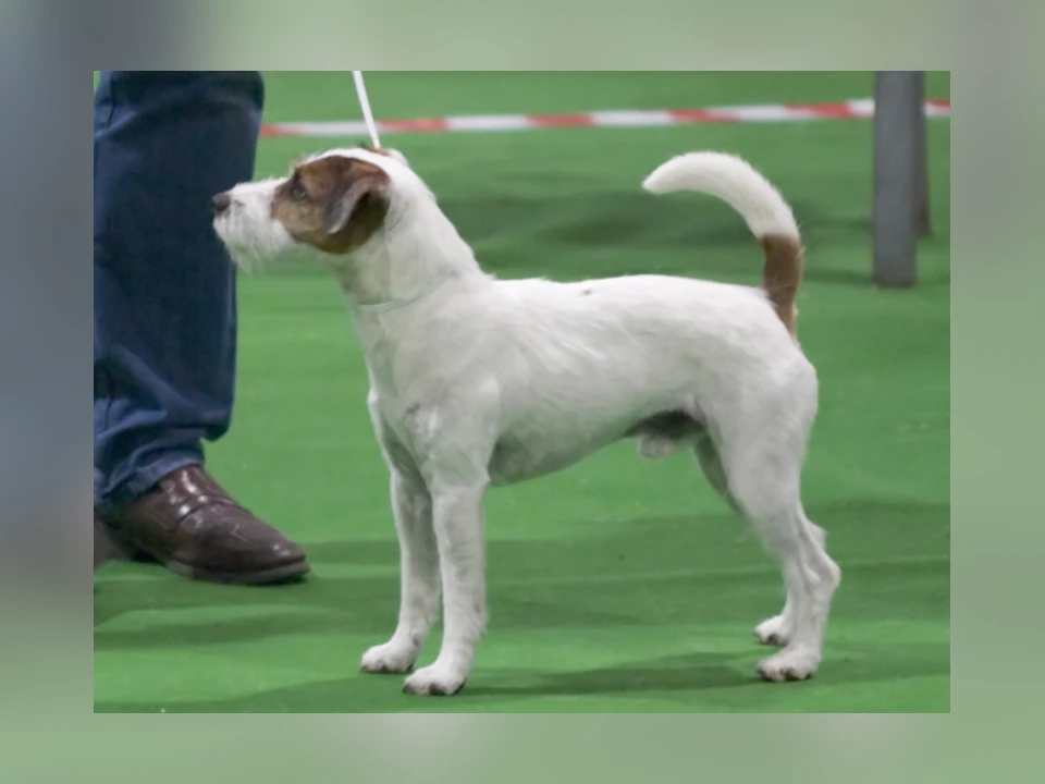 Parson Russell Terrier dog in a natural setting
