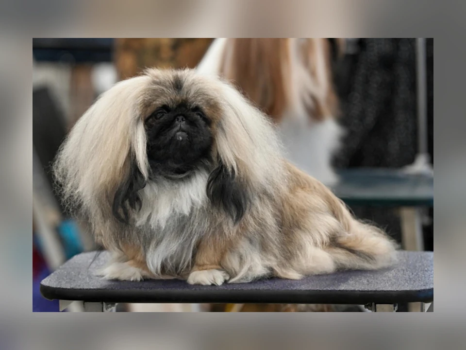Pekingese dog in a natural setting