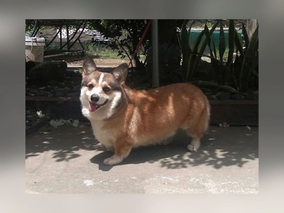 Pembroke Welsh Corgi dog in a natural setting