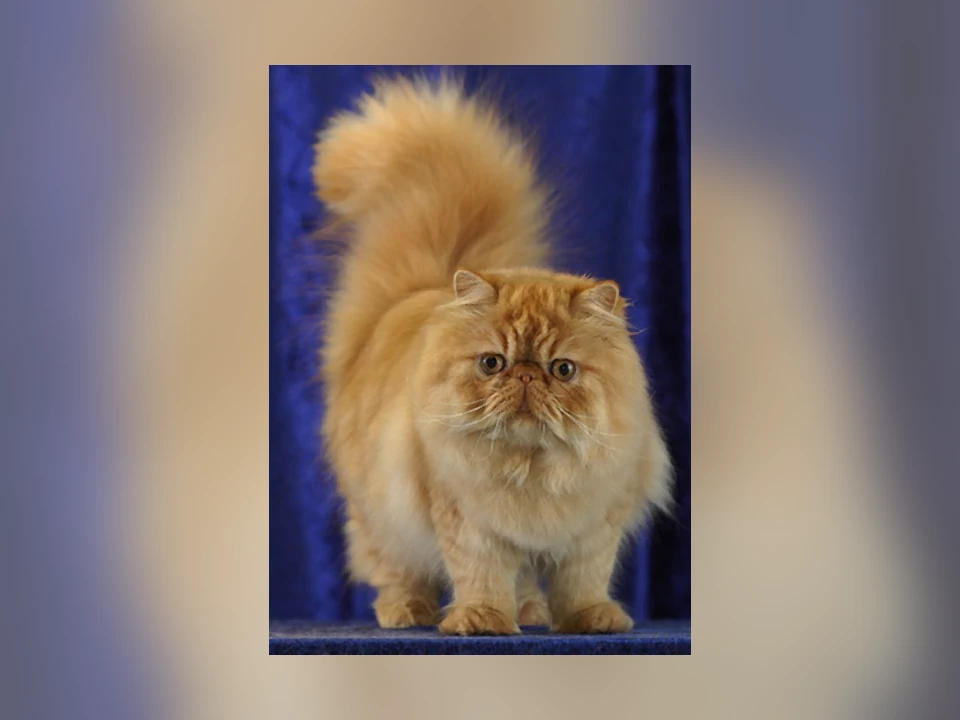 Persian cat in a natural setting