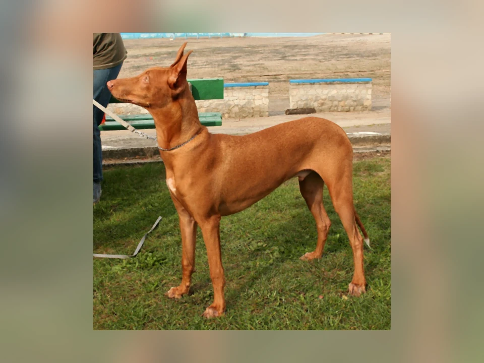 Pharaoh Hound dog in a natural setting