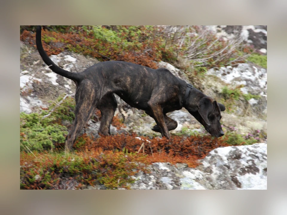 Plott Hound dog in a natural setting