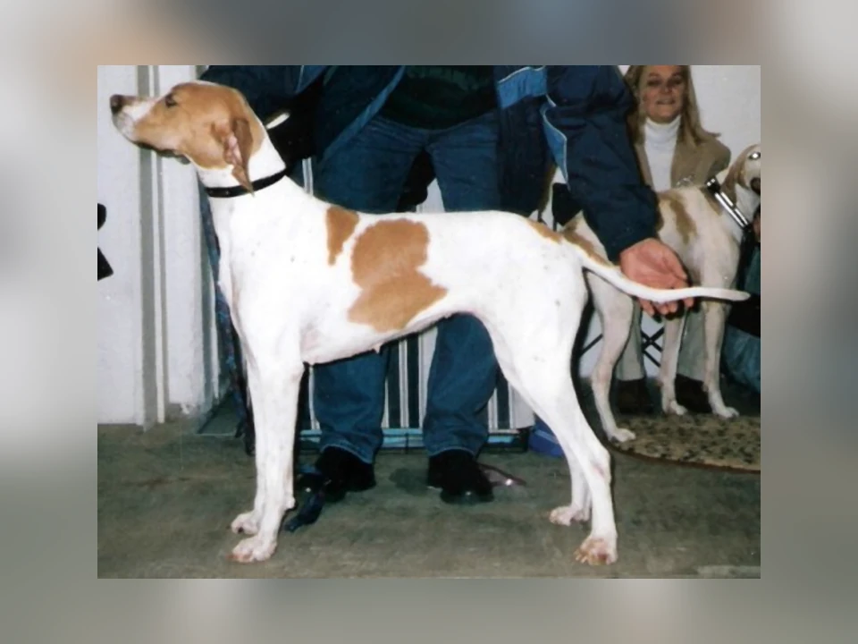 Pointer dog in a natural setting