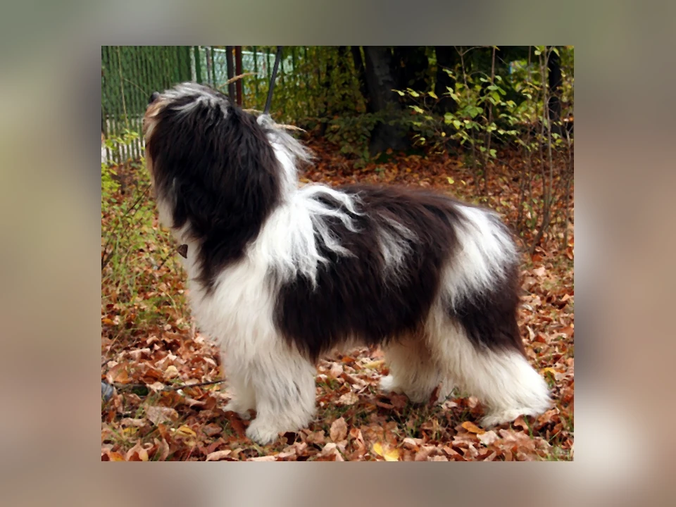 Polish Lowland Sheepdog dog in a natural setting
