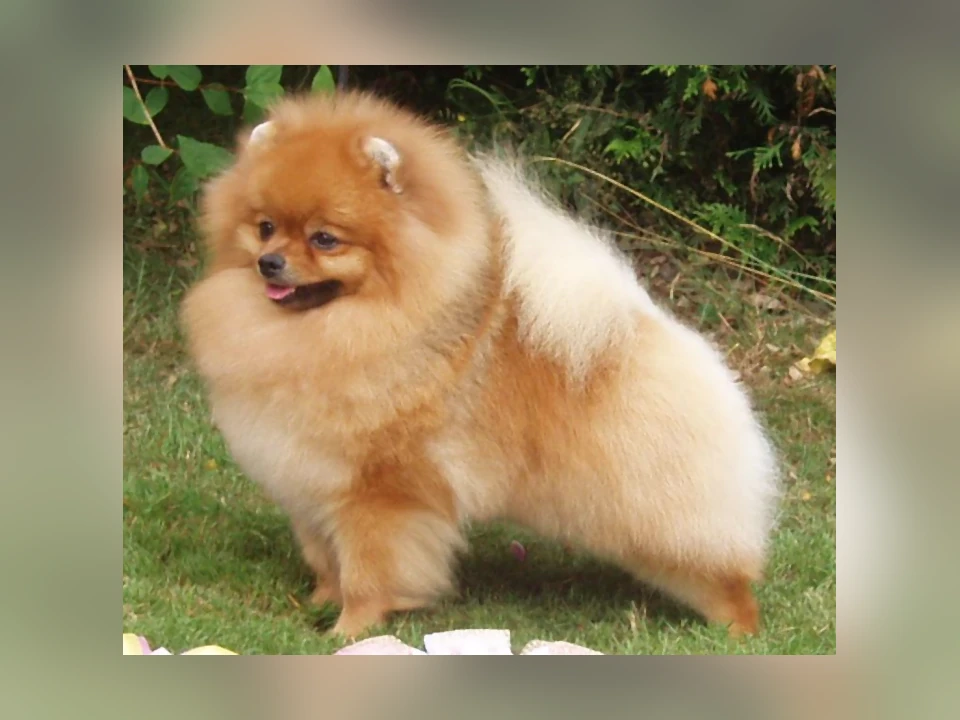 Pomeranian dog in a natural setting