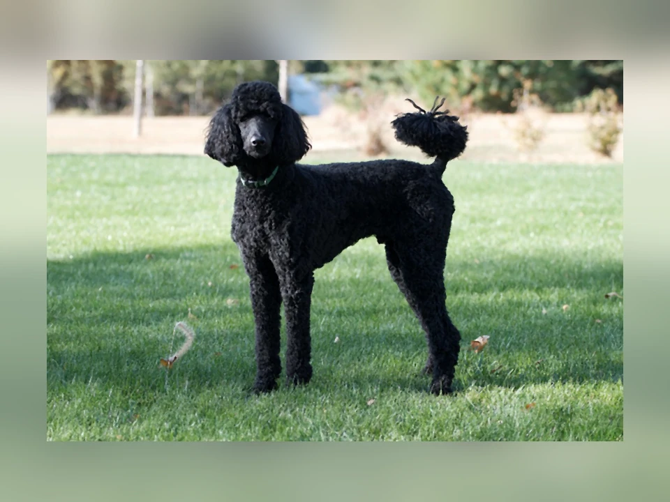 Poodle dog in a natural setting