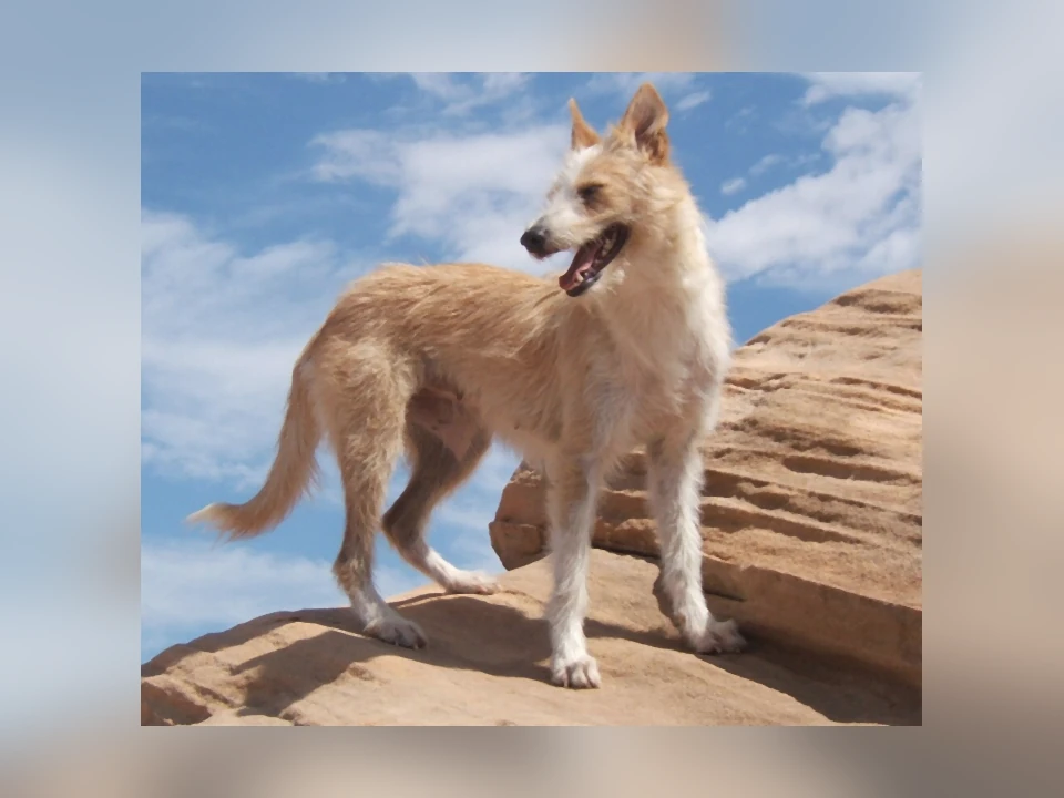 Portuguese Podengo Pequeno dog in a natural setting