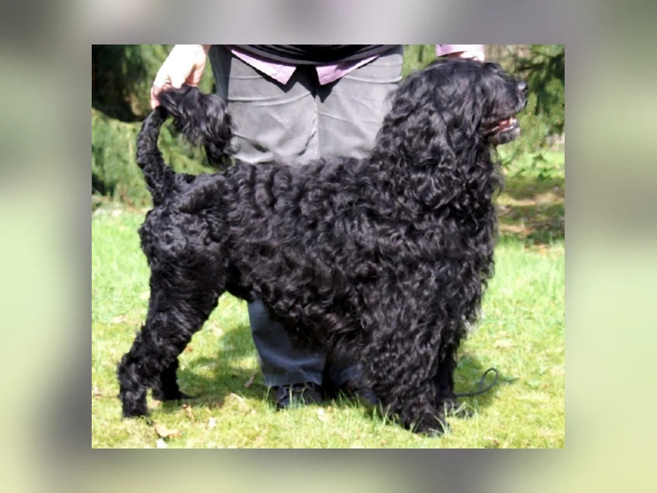 Portuguese Water Dog in a natural setting