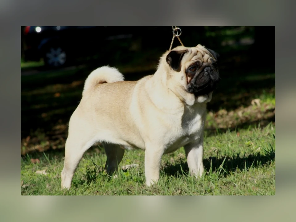 Pug dog in a natural setting