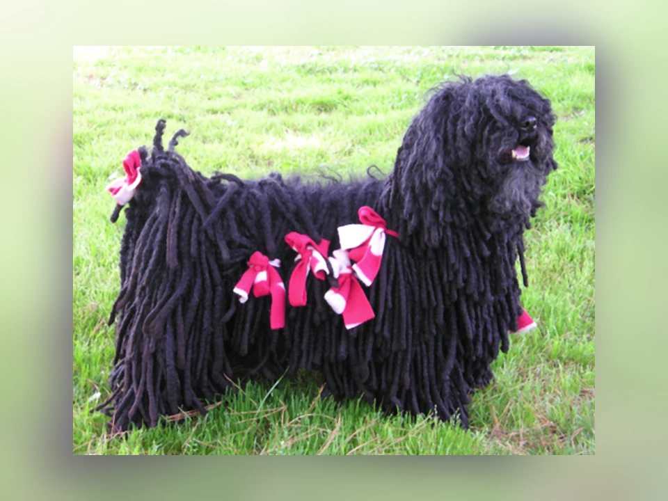 Puli dog in a natural setting