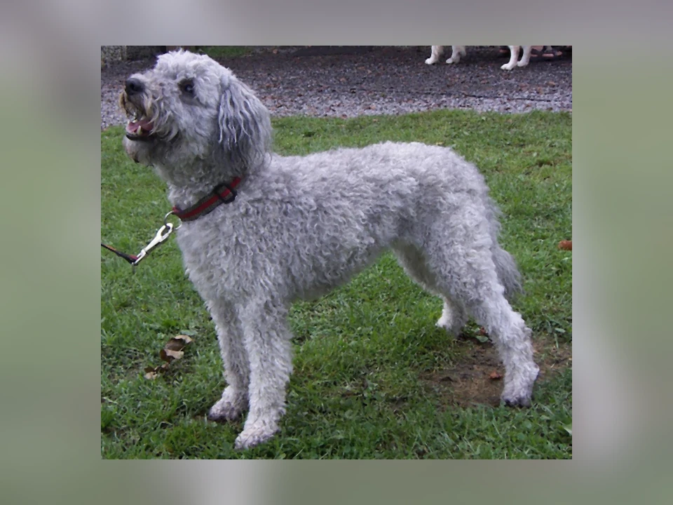 Pumi dog in a natural setting
