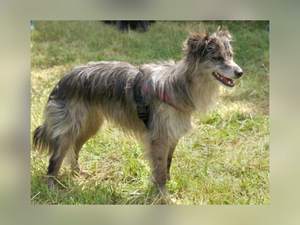 Pyrenean Shepherd dog in a natural setting