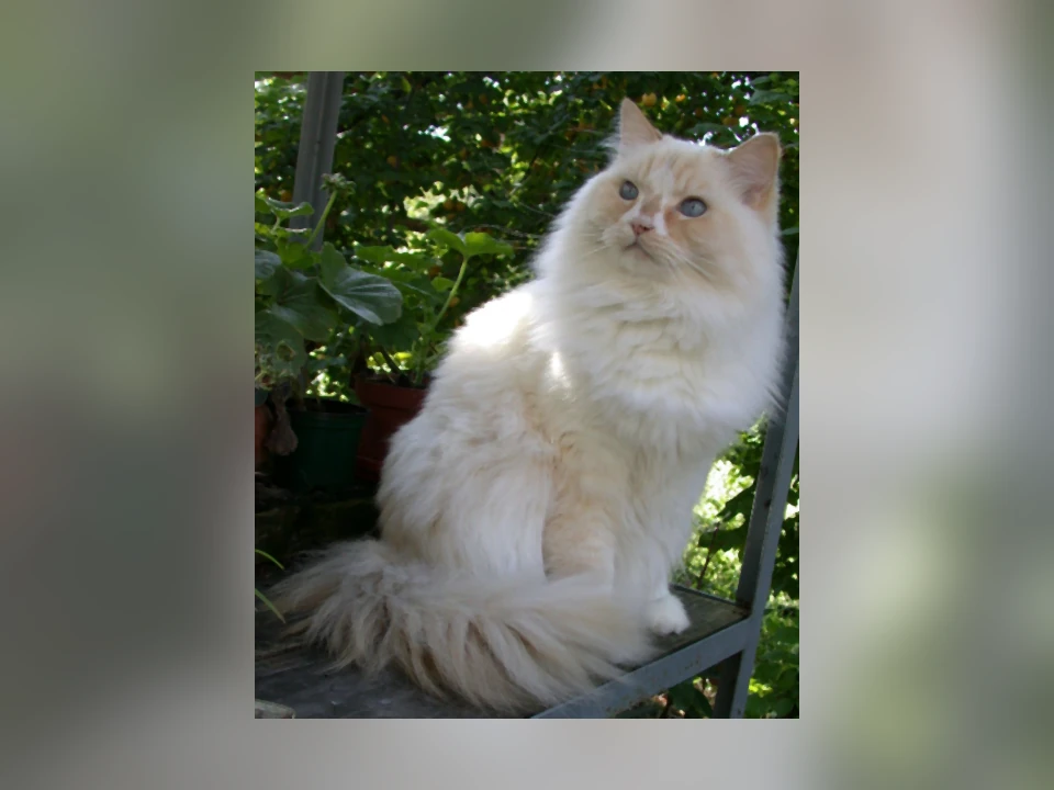 Ragamuffin cat in a natural setting