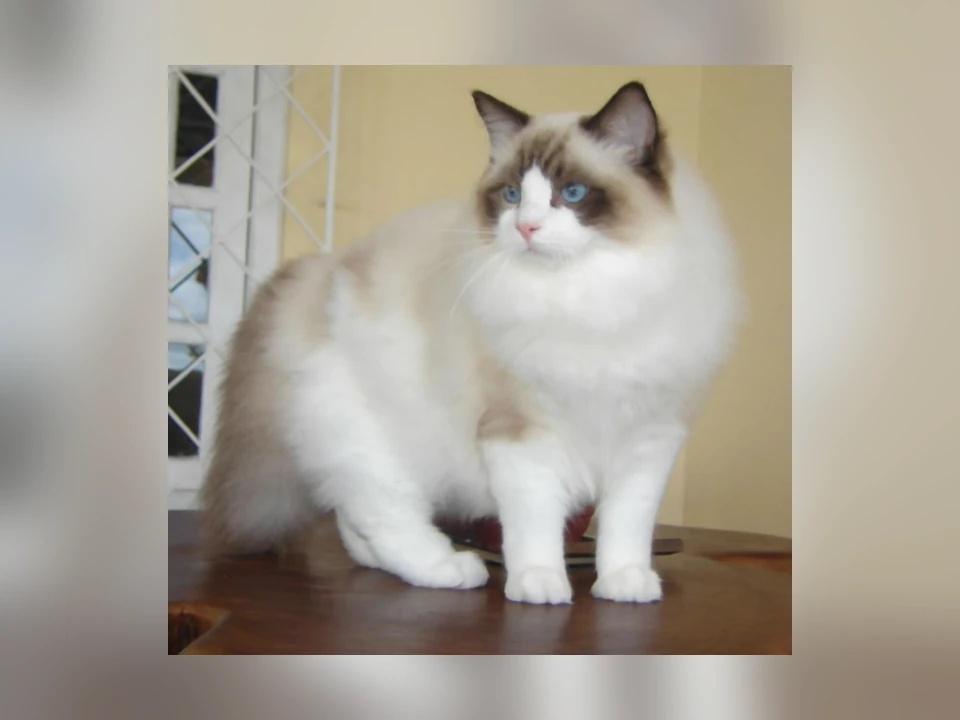 Ragdoll cat in a natural setting