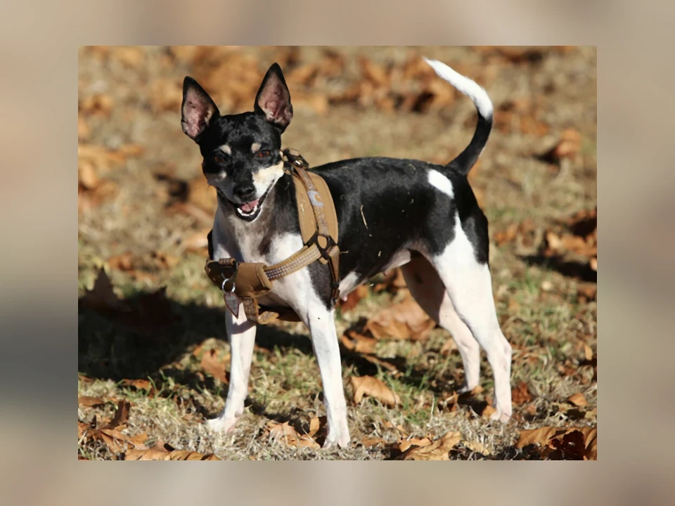 Rat Terrier dog in a natural setting