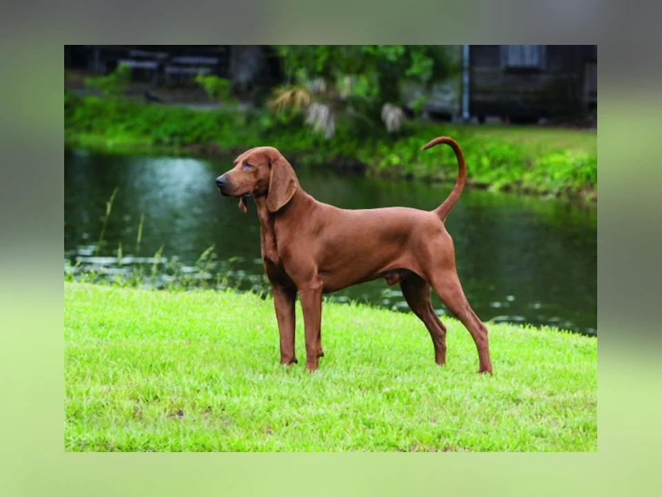 Redbone Coonhound dog in a natural setting