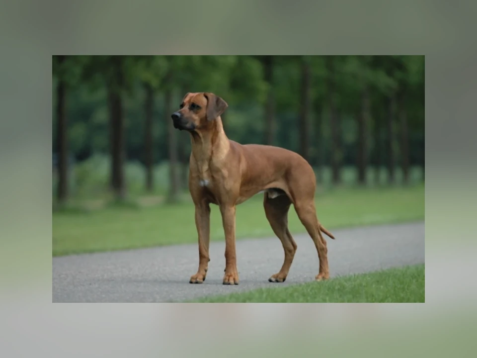 Rhodesian Ridgeback dog in a natural setting
