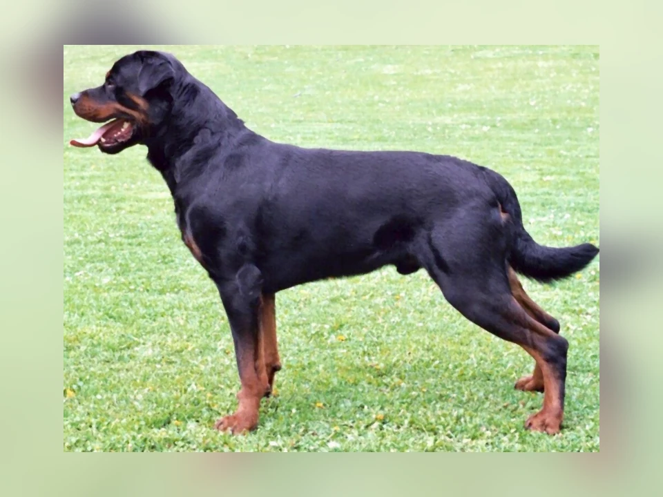 Rottweiler dog in a natural setting