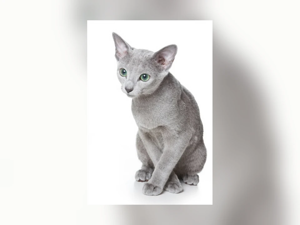 Russian Blue cat in a natural setting